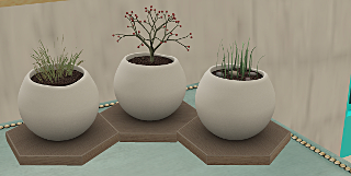 Plants in a store on Retrovo de Kasagura