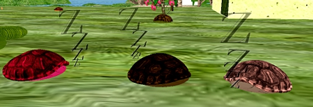 3 turtles sleeping in a row