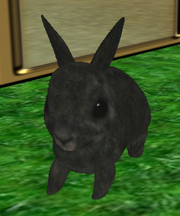 Such a sweet bunny!