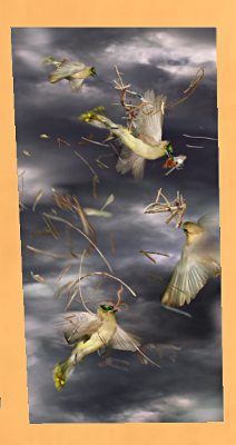 Picture of humming birds