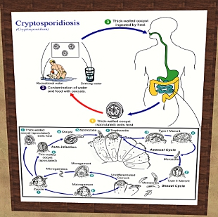 Beware Cryptosporidium