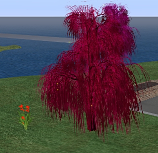 This is one of several crimson trees on Iona College and Iona Island
