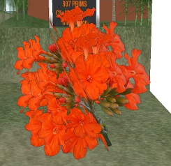 Orange flowers on Teaching 7