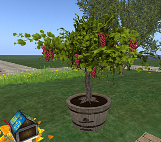grapes grow on a tree