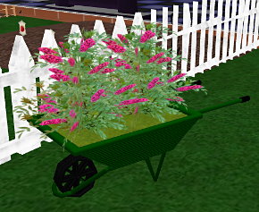 Budelia in a wheel barrow near Never B Solo
