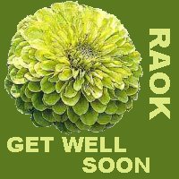 Envy Zinnia Get Well Soon