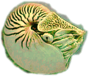 look at that nautilus
