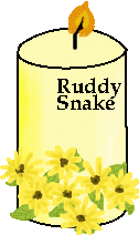 It's a candle with black eyed susans!